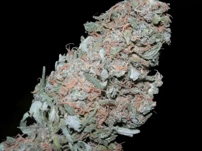 Maple Leaf Indica