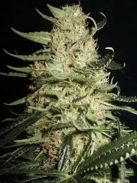 Mothers Finest Indica