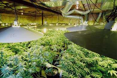 indoor growhouse weed plants