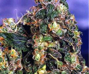 original flo sativa bud plant