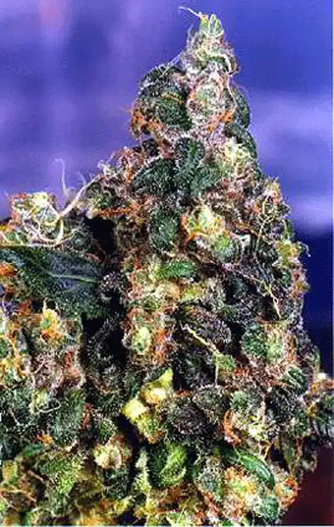 Original Flo Sativa