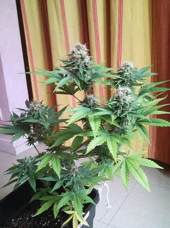 Shiva Indica