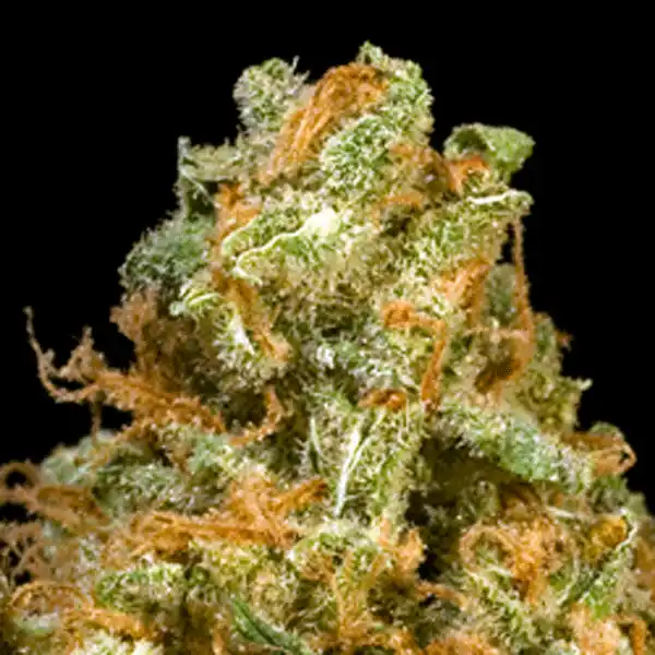 Silver Pearl Indica