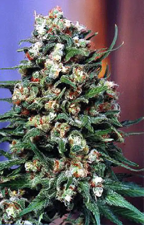 Skunk #1 Indica