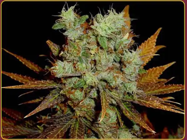 Somango Indica