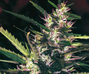stinky pinky indica bud plant