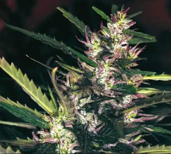 Stinky Pinky Indica