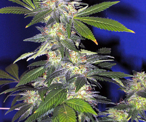 the hog indica bud plant