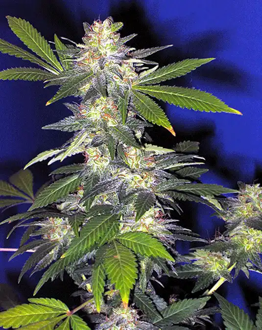 The HOG Indica