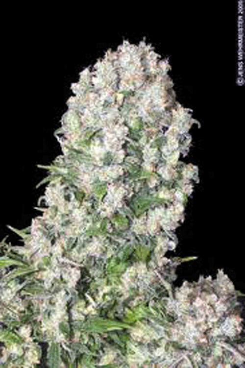 white russian indica bud plant
