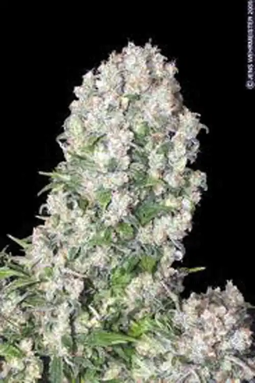 White Russian Indica
