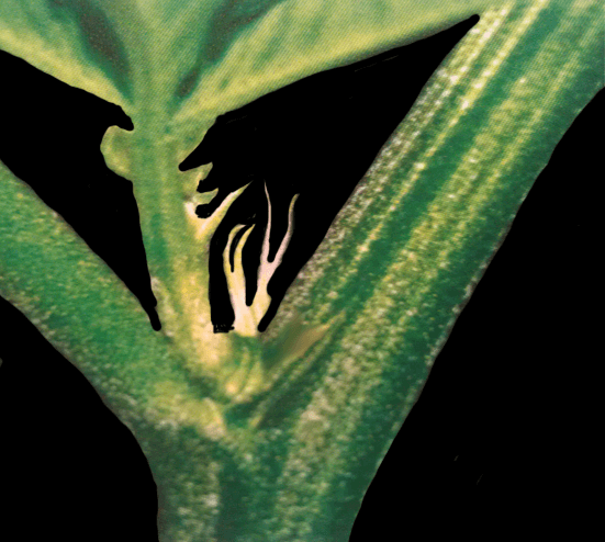 determine male or female marijuana bud plant