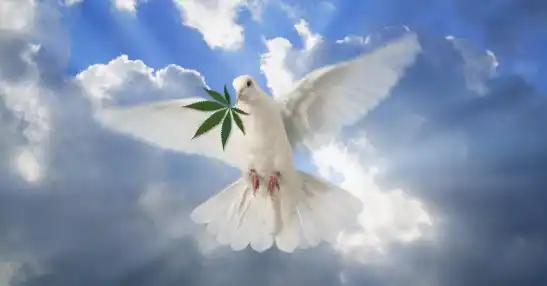 2016 Cannabis Patients Day at the Capitol