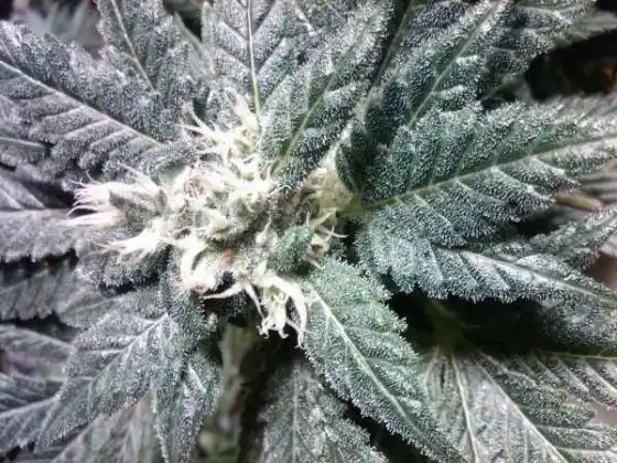 2 weeks into flowering
