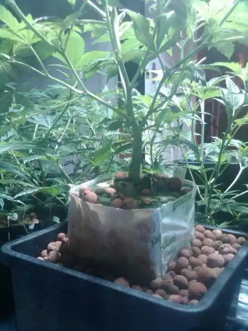 Soilless Hydroponics Growing Mediums