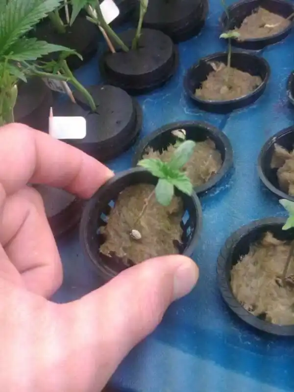 seedling growth Seedling Growth
