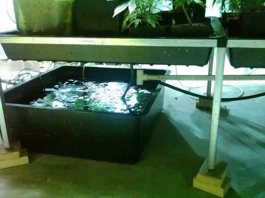 Hydroponics Systems for Growing Medical Marijuana
