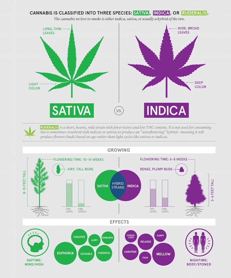 cannabis strains sativa indica