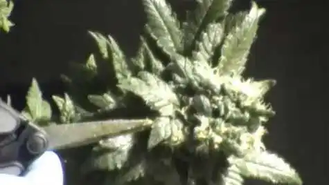 Trimming & Manicuring while Harvesting Marijuana Buds