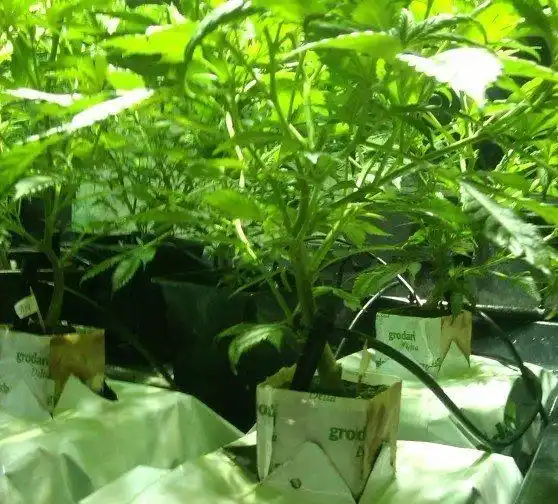 Hydroponics Systems for Growing Medical Marijuana