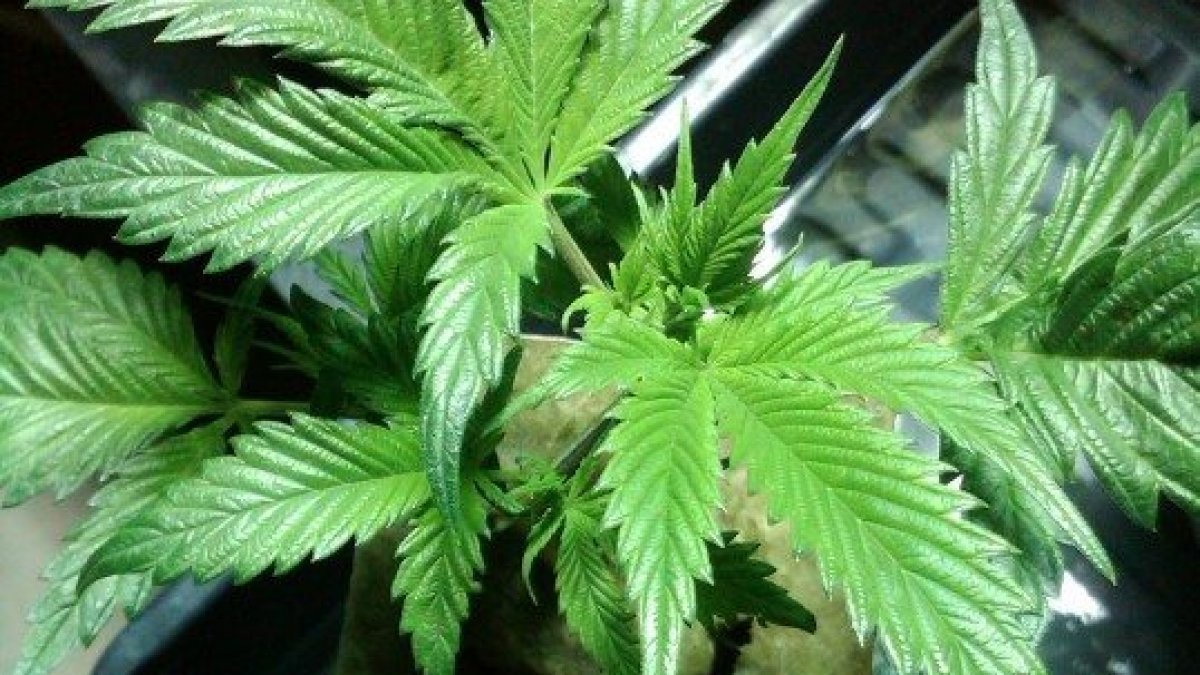 best cannabis grow nutrients healthy plants