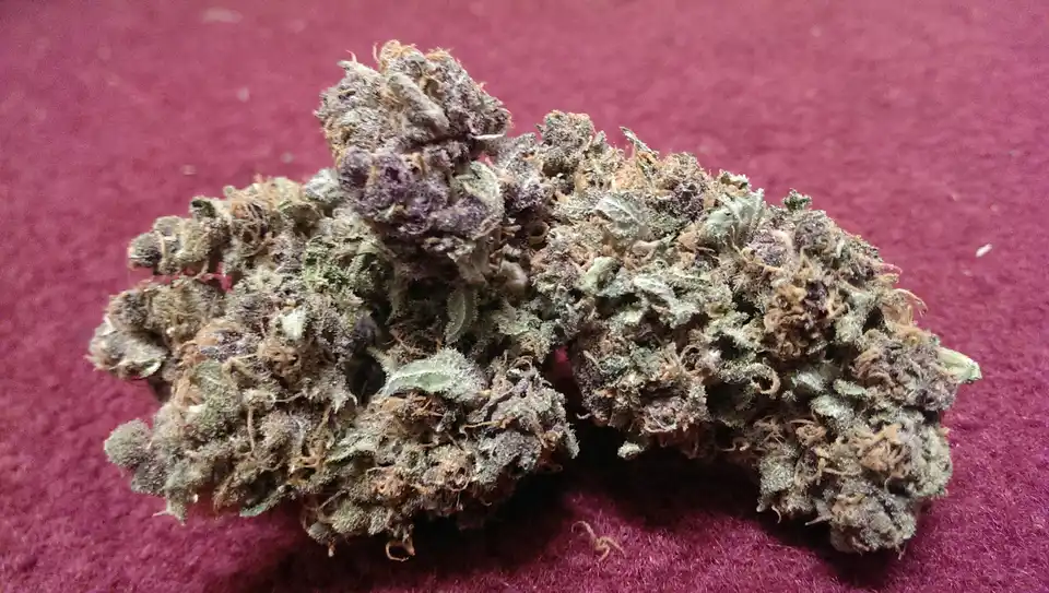 Blue Dragon