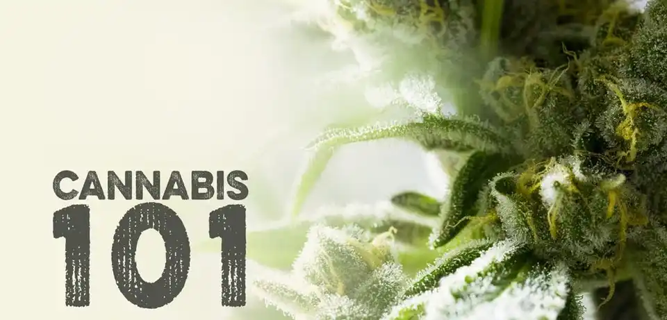 Cannabis 101