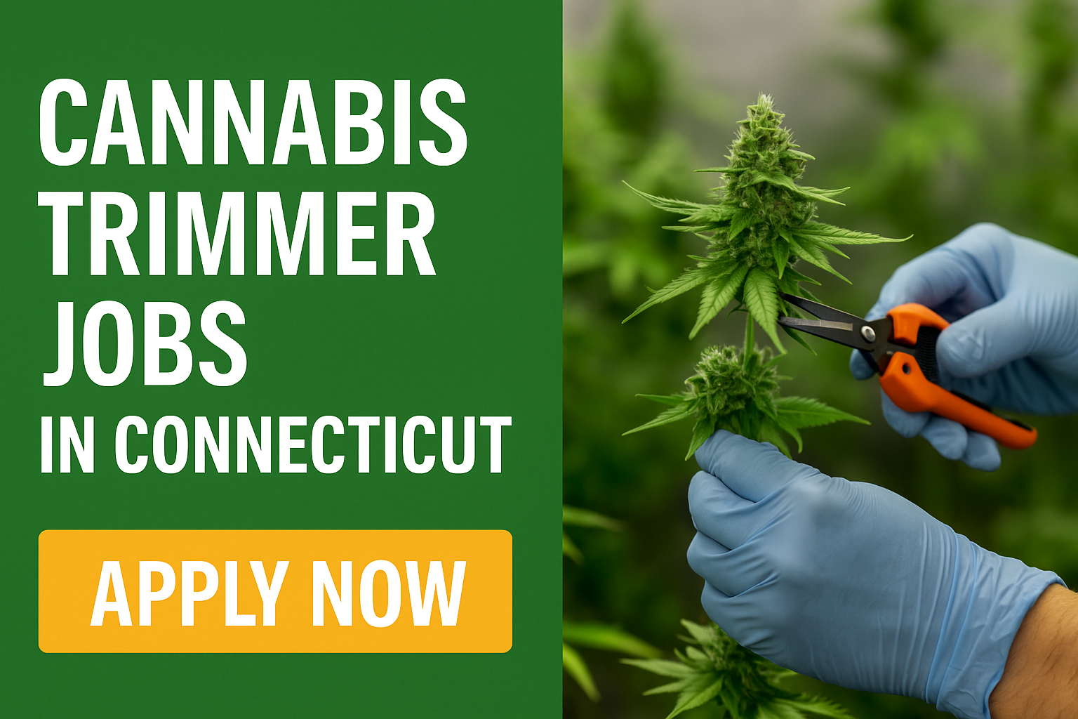 Cannabis Trimmer at Work in Connecticut Cannabis Trimmer at Work in Connecticut
