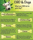 cbd oil dogs health