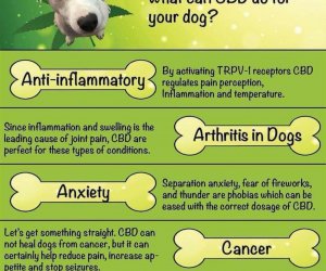 cbd oil dogs health