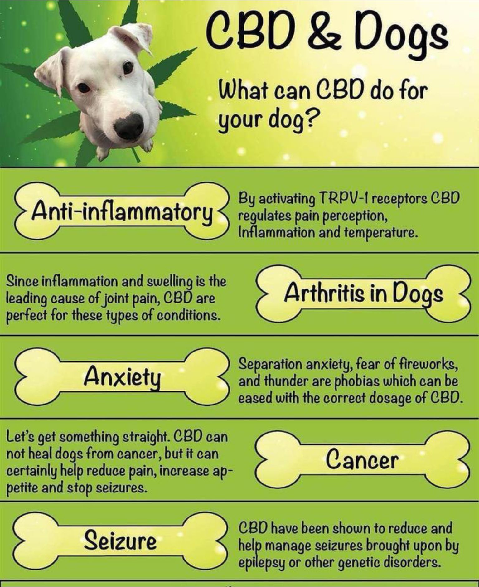 how to use cbd oil for dogs health