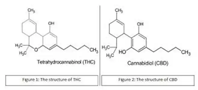CBD Science & The Medicinal Use of Cannabis