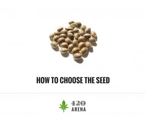 Choosing the Best Cannabis Seeds