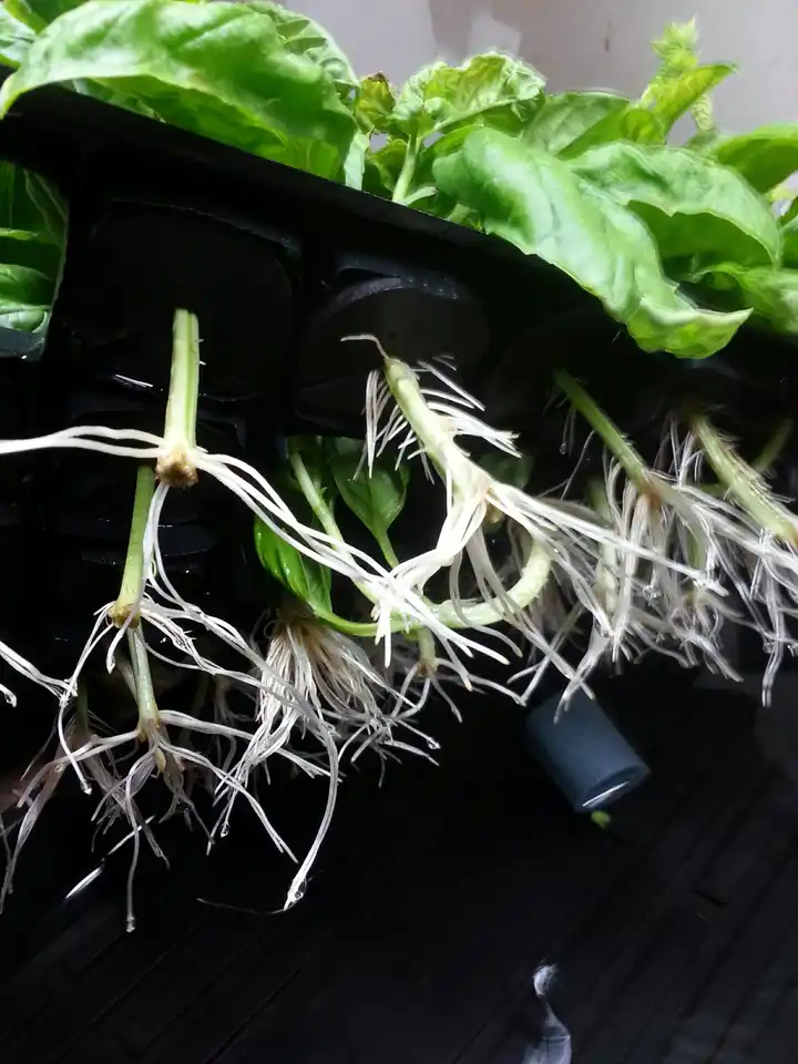 Cloning Nutrients