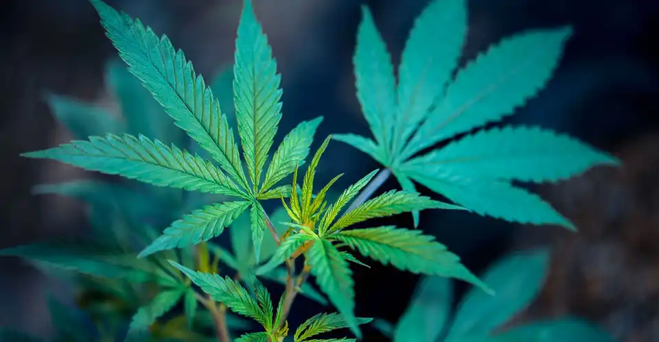 Dispensary Loans