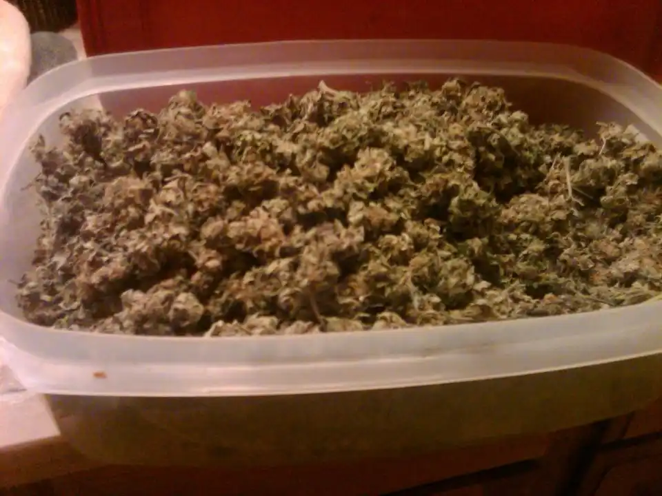 dried buds