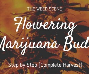 Flowering Cannabis - How to Videos