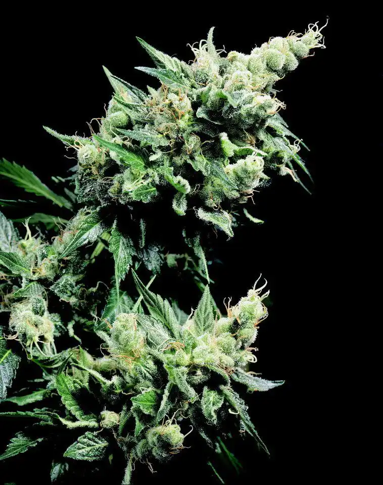 Mr Nice G13 x Hash Plant