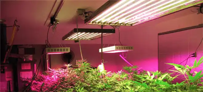 Flowering Light Cycle for Marijuana