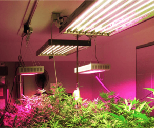 Grow Lights Tips and Secrets