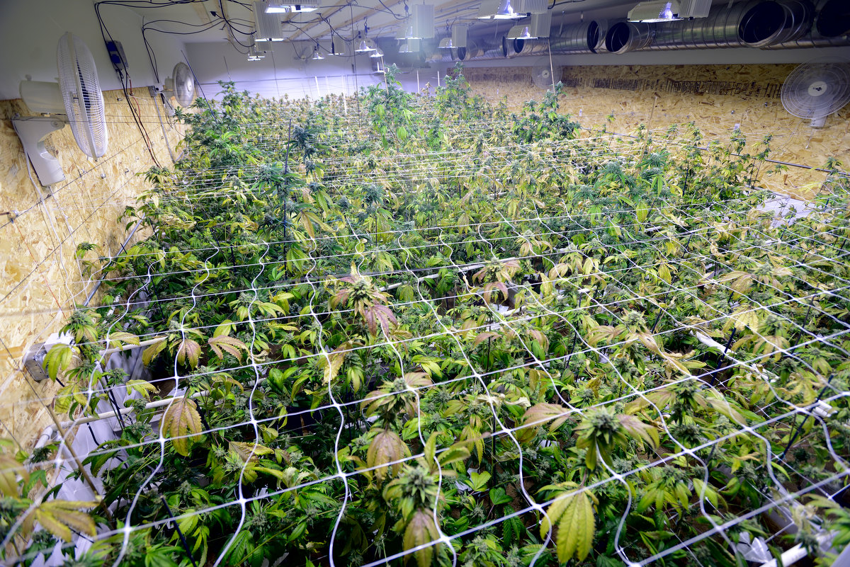 marijuana grow room