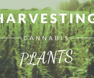 harvesting marijuana