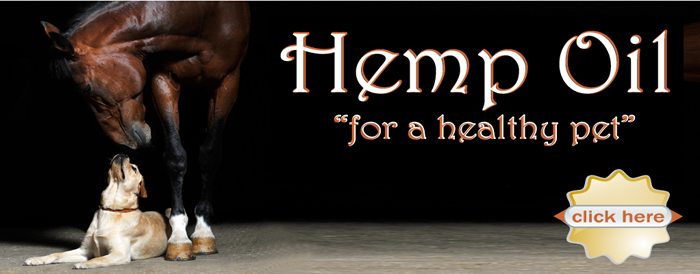 hemp oil hempseed cannabis marijuana thc oil antioxidant cancer cure