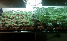 Hydroponic Systems for Growing Marijuana