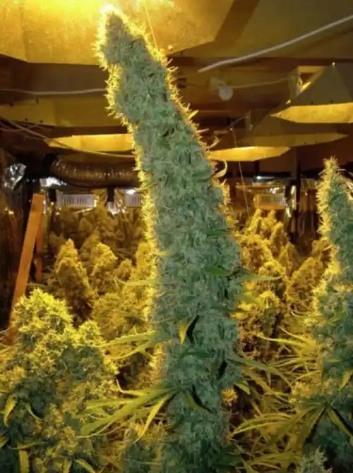 how to grow cannabis indoors