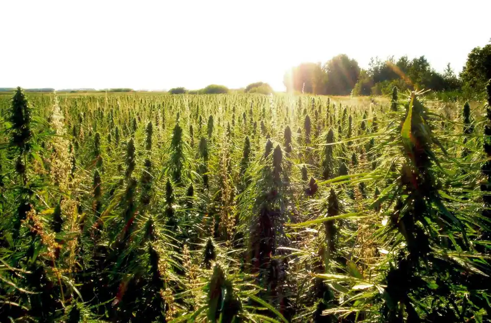 Cultivation of Industrial Hemp
