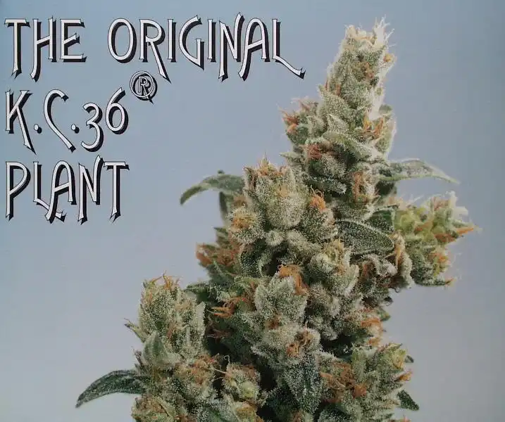 KC Brains Seeds