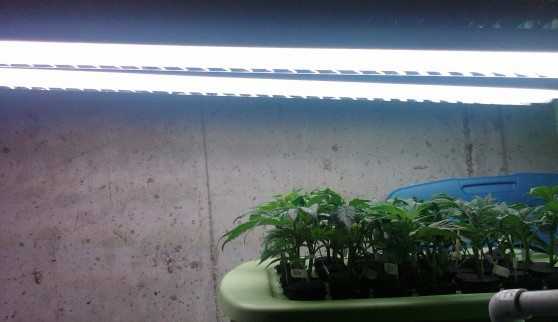 Indoor marijuana lights