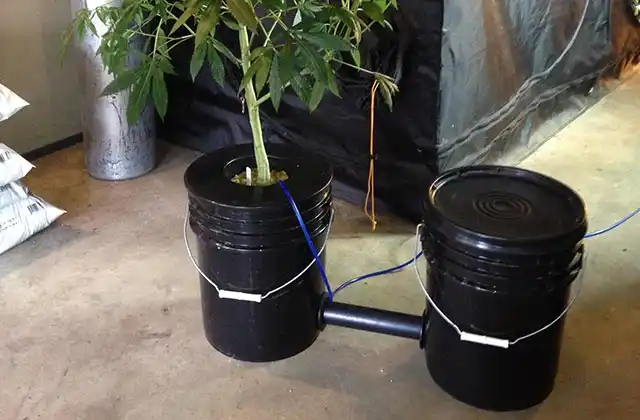 Marijuana Bucket Systems