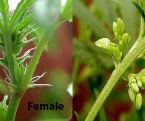 Marijuana Plant Sex: Male or Female?